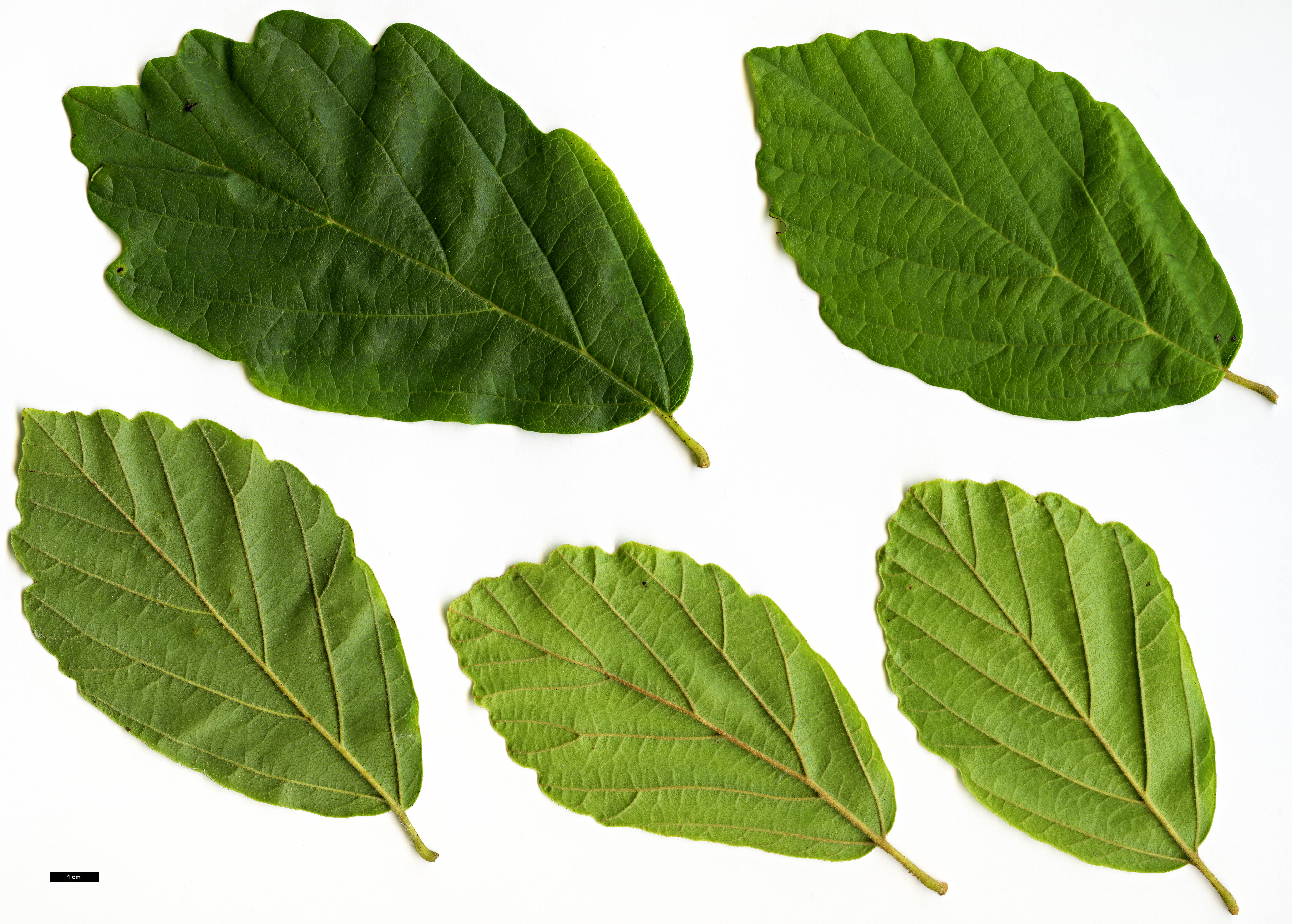 High resolution image: Family: Hamamelidaceae - Genus: Hamamelis - Taxon: vernalis - SpeciesSub: f. tomentella High resolution image: Family: Hamamelidaceae - Genus: Hamamelis - Taxon: vernalis - SpeciesSub: f. tomentella